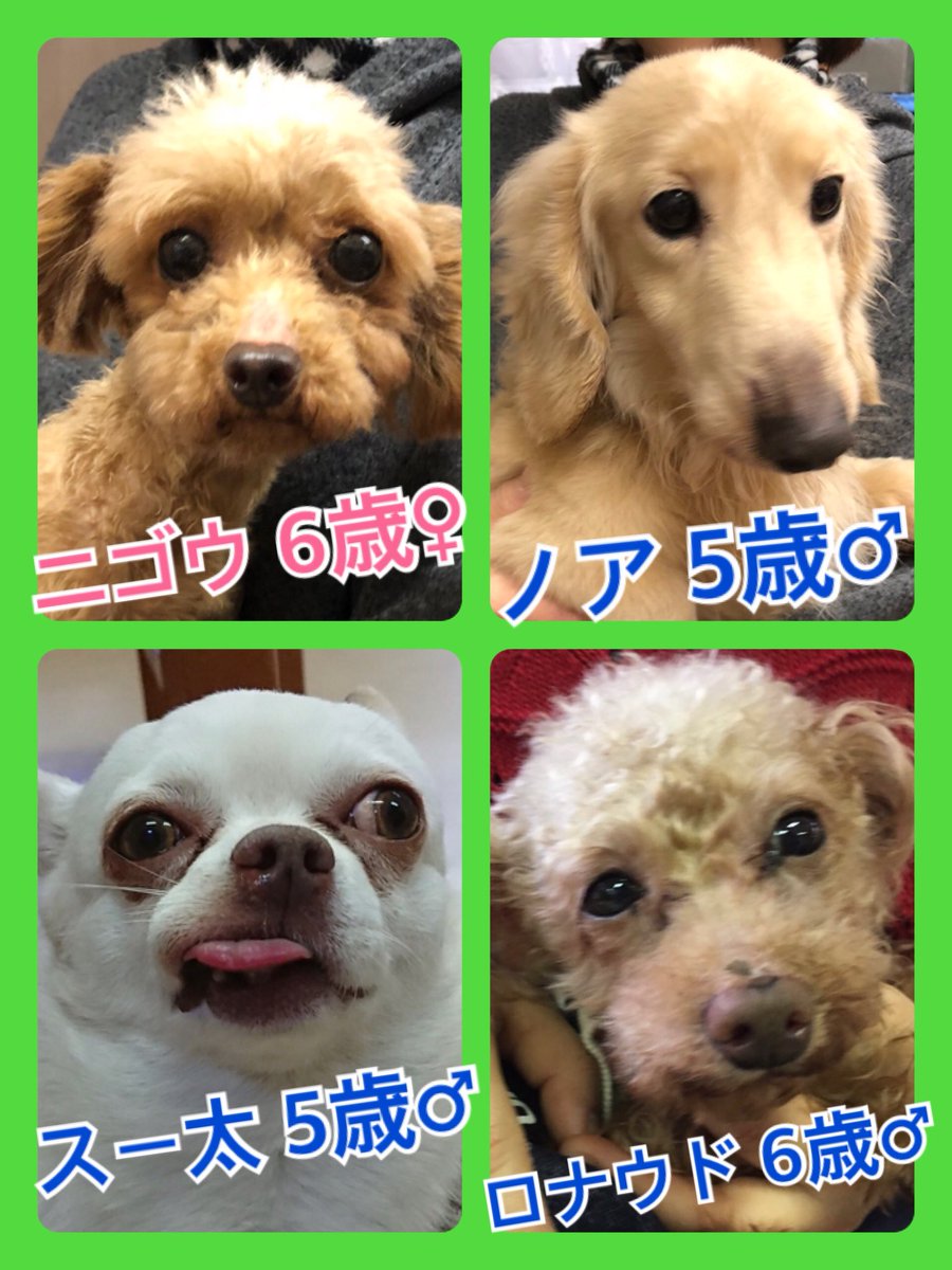 🐾今日の里親様募集中ワンコ🐶メンバーです🐾2019,3,8